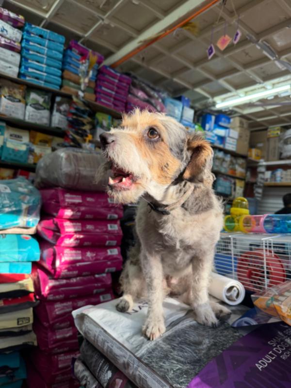 Fotografía 2 de Mundo Animal Arica